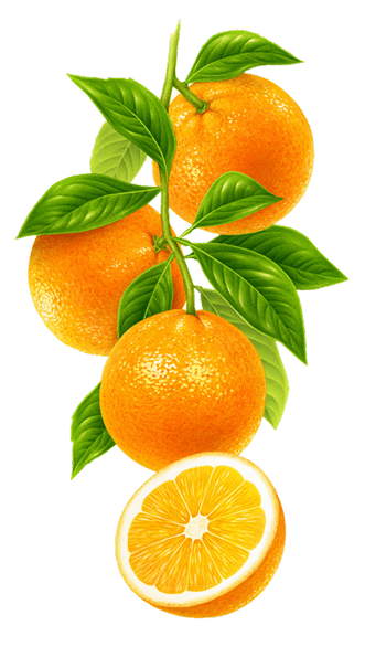 Branch of fresh oranges